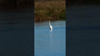 Great Egret