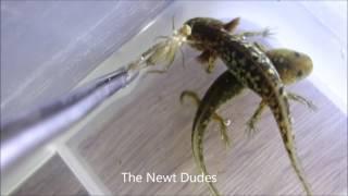 Ambystoma rivulare larvae feeding on crickets