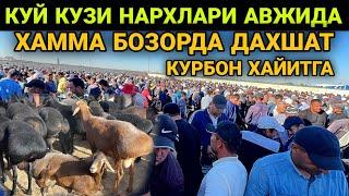 КУРБОН ХАЙИТ ОЛДИ..! КАШКАДАРЁ НИШОН МОЛ БОЗОРИ НАРХЛАРИ 3-ИЮН 2025 Куй кузи нархлари