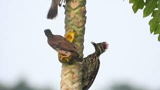 Woodpecker Vs Jungle Myna Bird------4k wildlife Bangladesh