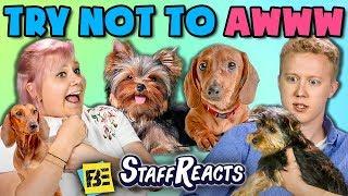 TRY NOT TO AWWW CHALLENGE w/ REAL PUPPIES!! (ft. FBE Staff)