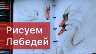 Как нарисовать лебедя || How to draw a swan