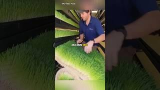 Growing Grass in Factory for Animals #shorts #facts