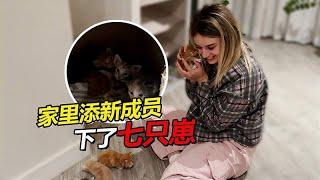 离别回俄罗斯奶奶不舍落泪 家里添新成员小猫下七只崽