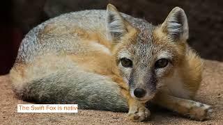 Swift Fox Facts You’ll Never Forget