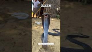 Cobra  Nature’s Fearsome Serpent! #nature  #wildlife  #cobrasnake