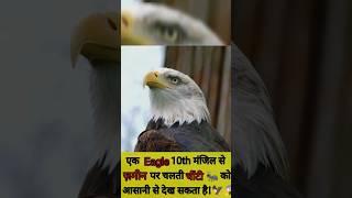 Eagle Power | चील बाज की निगाह | पक्षियों का राजा | #shortsfeed #eagles #birds #jungle #discovery