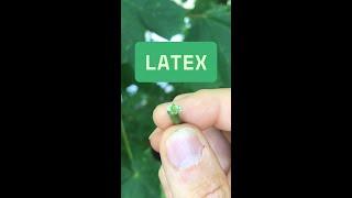 Latex to identify trees!