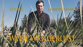 Edible landscaping with South American Plants