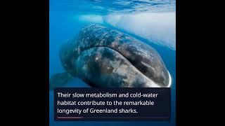 Meet the Greenland Shark: Earth's Longest Living Vertebrate