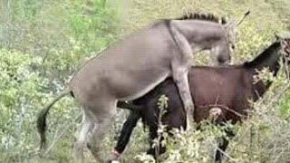 Super Murrah male donkey meeting try first time