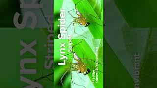 Link↑:Did you watch full Video? Amazing Striped Lynx Jumping Spider! Spines on Spider leg!#shorts