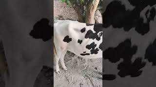 @Rsdhumkkadi #murrah hf#shortvideos 🫠🫠🫠🫠