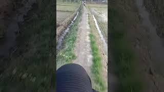 Jalan- Jalan menikmati pematang sawah...