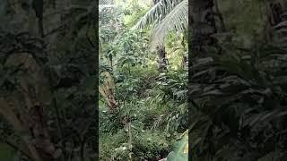 SELINGKUH KOK DI HUTAN