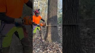 Dropping A Red Oak Tree With A Stihl MS 500i #stihl #arborist #Treelife #arbortecfw #livethetreelife