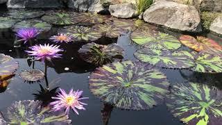 Fire Fox tropical water lily