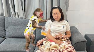 Monkey Kobi thoughtful takes good care of her seriously ill mother