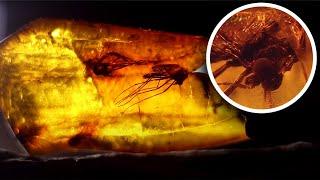 В поисках ДРЕВНЕЙ жизни. История под ногами