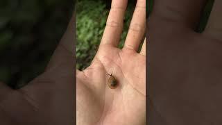 SIPUT TEKECIL DI DUNIA #hewanunik #hewanliar #jenisbaru #hewanpeliharaan #binatanglangka