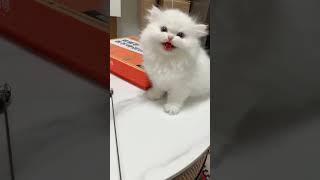 Healing sound of cat meowing|Adorable cats | little cash meow cat|
