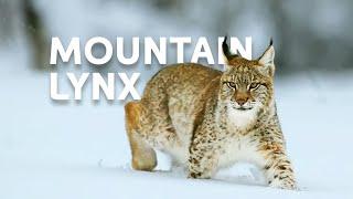 The Life Of The Mighty Lynx Predator In Europe's Forests | Wildlife Documentary