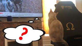 Cats can't understand animals he's seeing in the TV