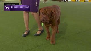 Dogues de Bordeaux | Breed Judging 2023