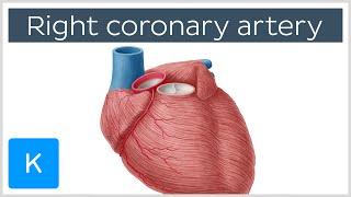 Right Coronary Artery Function - Human Anatomy | Kenhub