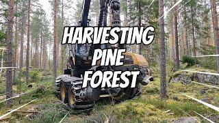 Harvesting pine forest- Ponsse Scorpion - Leppävirta 