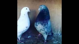 kabutar voice Pigeon sound video clip