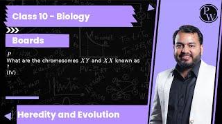 P What are the chromosomes X Y and X X known as ? (IV)