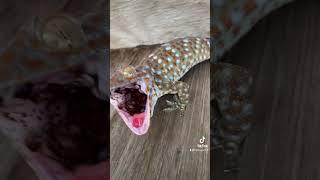 Little bark big bite! #cute#florida#gecko#viral#shorts