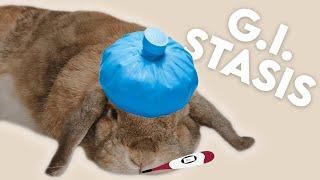 How To Detect GI Stasis in Rabbits