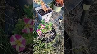 Petunias making a cold weather comeback