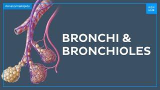 Bronchi and bronchioles - Quick Anatomy | Kenhub