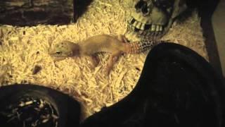 Exotic Pet Room Update & Description Of Animals