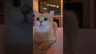 음악감상큘~표정주목 #cat #고양이 #반려묘#브리티쉬숏헤어#클래식#피아노#shorts#아드리느를위한발라드