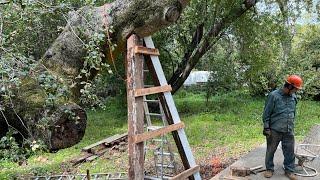 BIG TREE HITS GLASS HOUSE