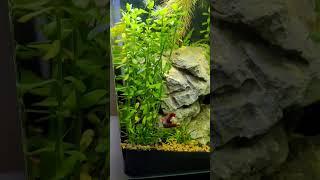 Dirt in fish tank?