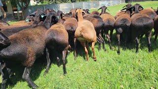 The most beautiful Gissar sheep | Powerful, well-fed sheep