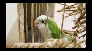 КАК СДЕЛАТЬ ГНЕЗДОВОЙ ДОМИК ДЛЯ ПОПУГАЕВ КВАКЕРОВ \ HOW TO MAKE A NEST HOUSE FOR PARROTS QUAKER