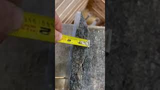 Park Industries TXS 4500 Thin Veneer Saw Video 2