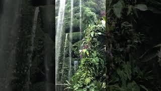 THE MAJESTIC CLOUD FOREST  #cloudforest  #singapore  #travel  #shorts