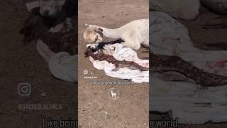 Alpaca Farming & Felt Making #farm #fiberart #offgrid