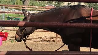 Yawning Horse at a Masterson Method Course.