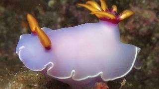 Facts: Bullock's Hypselodoris