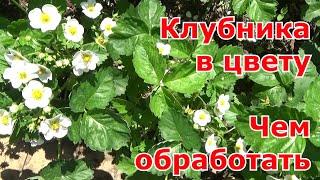 Обработка клубники во время цветения от вредителей и болезней. Народные средства от долгоносика