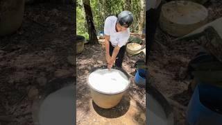 Natural rubber harvesting #shorts #facts #factomania #trending #viral