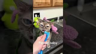  #cat #entertaininganimals #funnyanimal #catsofyoutube #catlover
